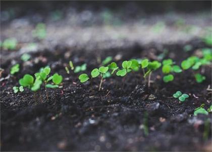 土壤和沉積物 苯氧羧酸類農(nóng)藥的測(cè)定 高效液相色譜法